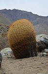 Eriosyce aurata Vicuna to Hurtado GPS228 Peru_Chile 2014_3019.jpg